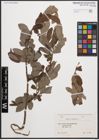 Foto von Salix cinerea L.